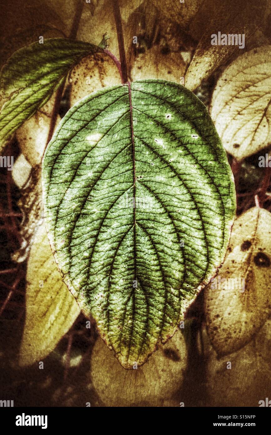 Patterns in Nature- A dogwood leaf, Cornus alba, in autumn changing colour and with prominent leaf veins - Smartphone Captured Stock Image