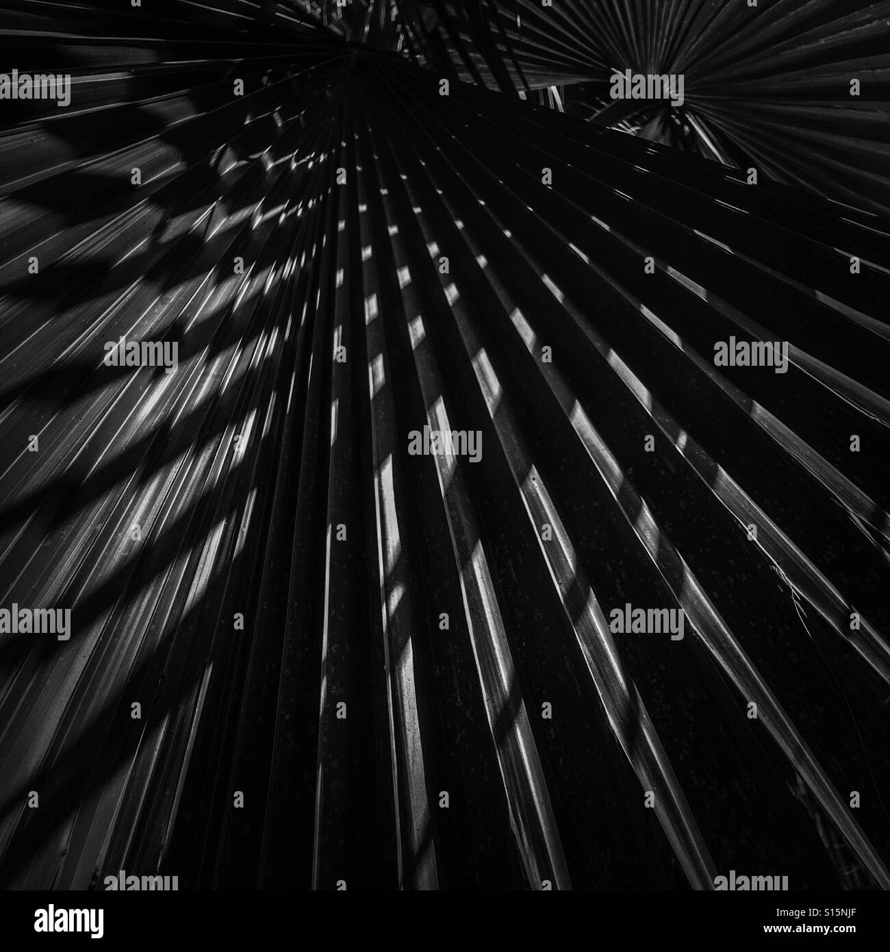 The palm tree leaves in pinhole Stock Photo - Alamy