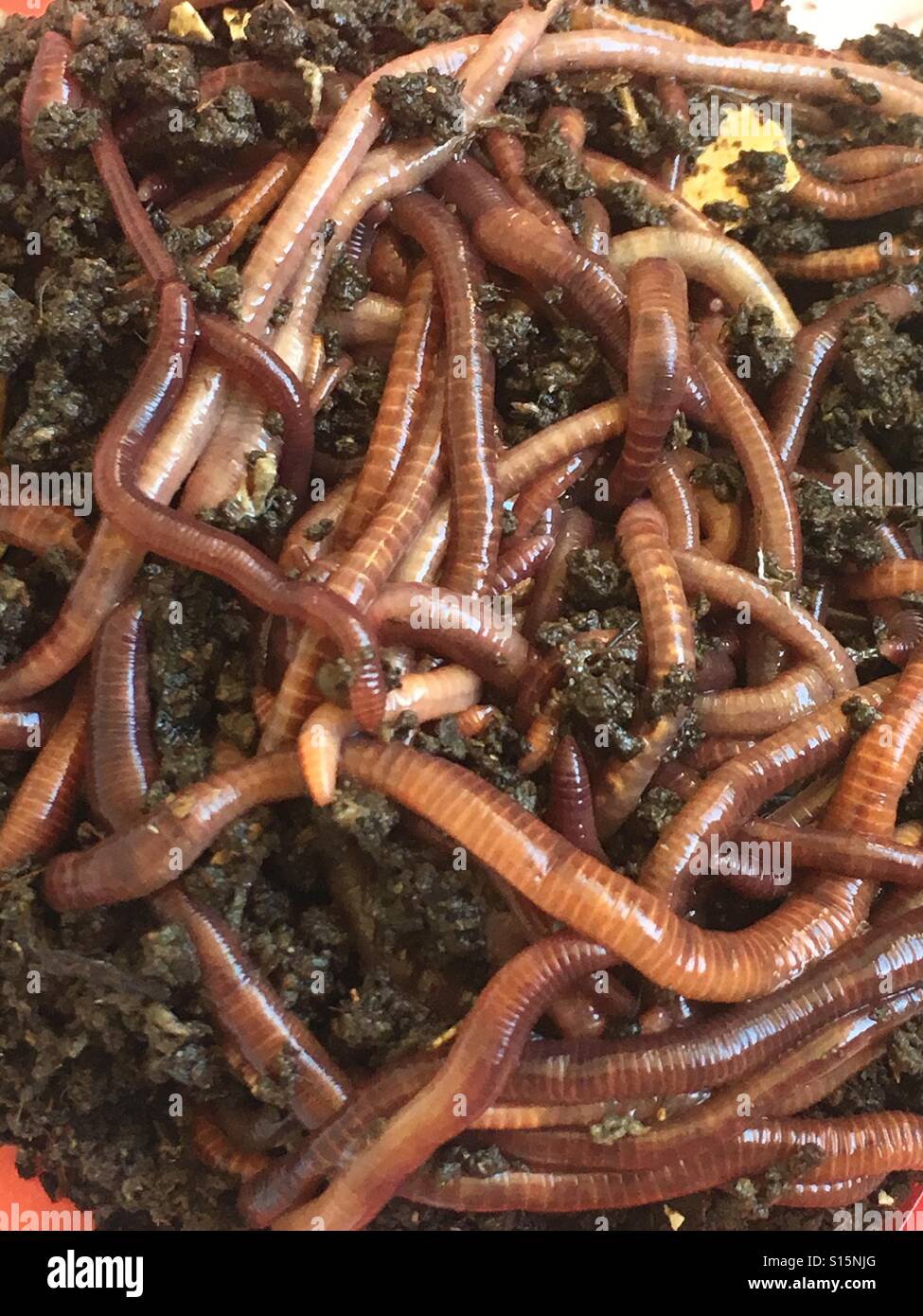Red wiggler worms hi-res stock photography and images - Alamy