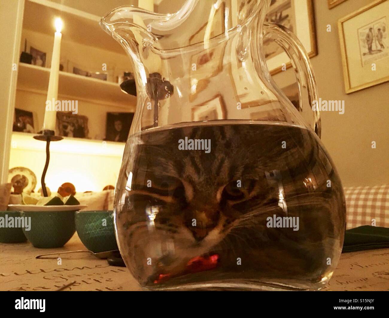 Cat with reflection hires stock photography and images Alamy
