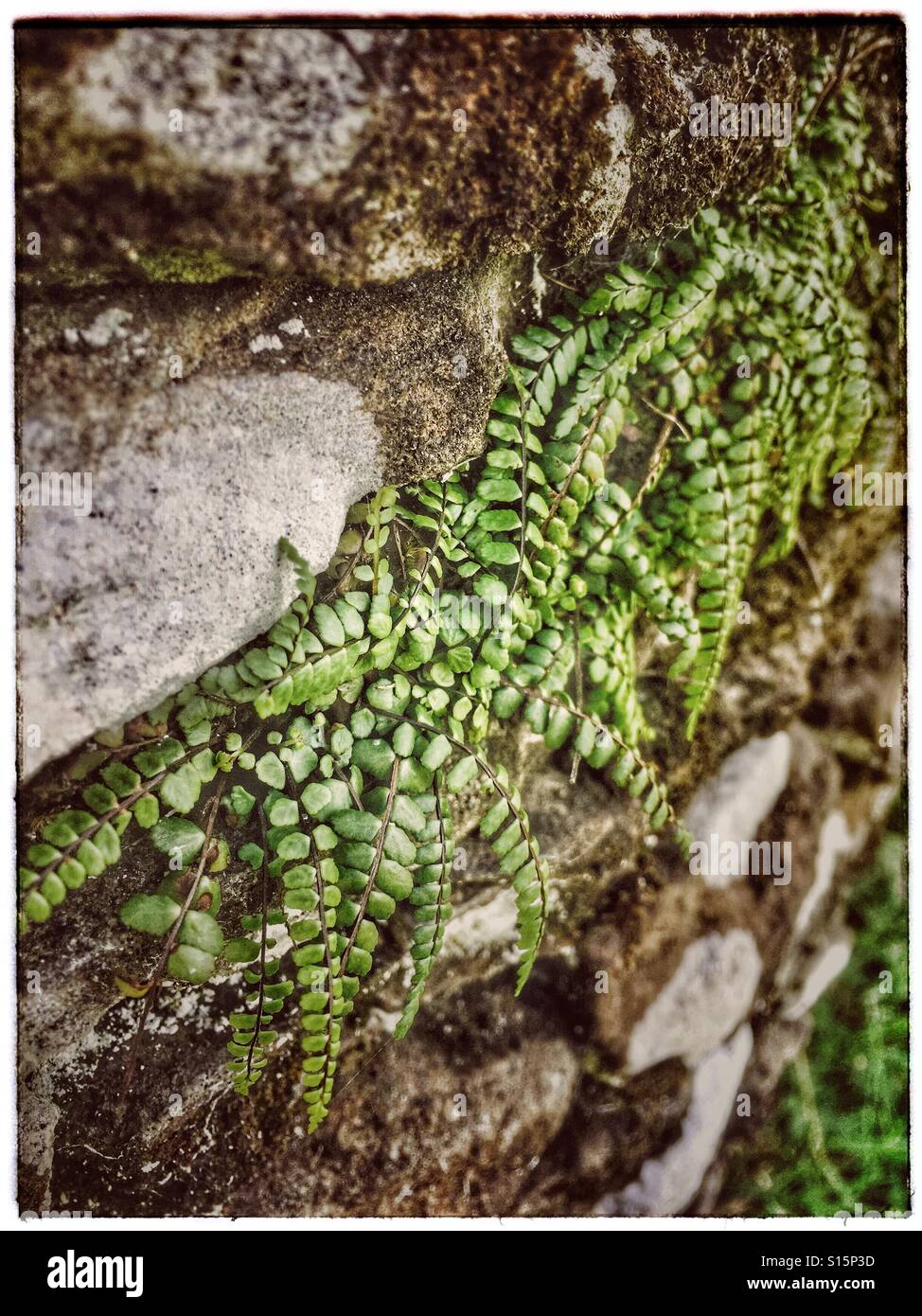 Ferns growing on a rocky wall Stock Photo