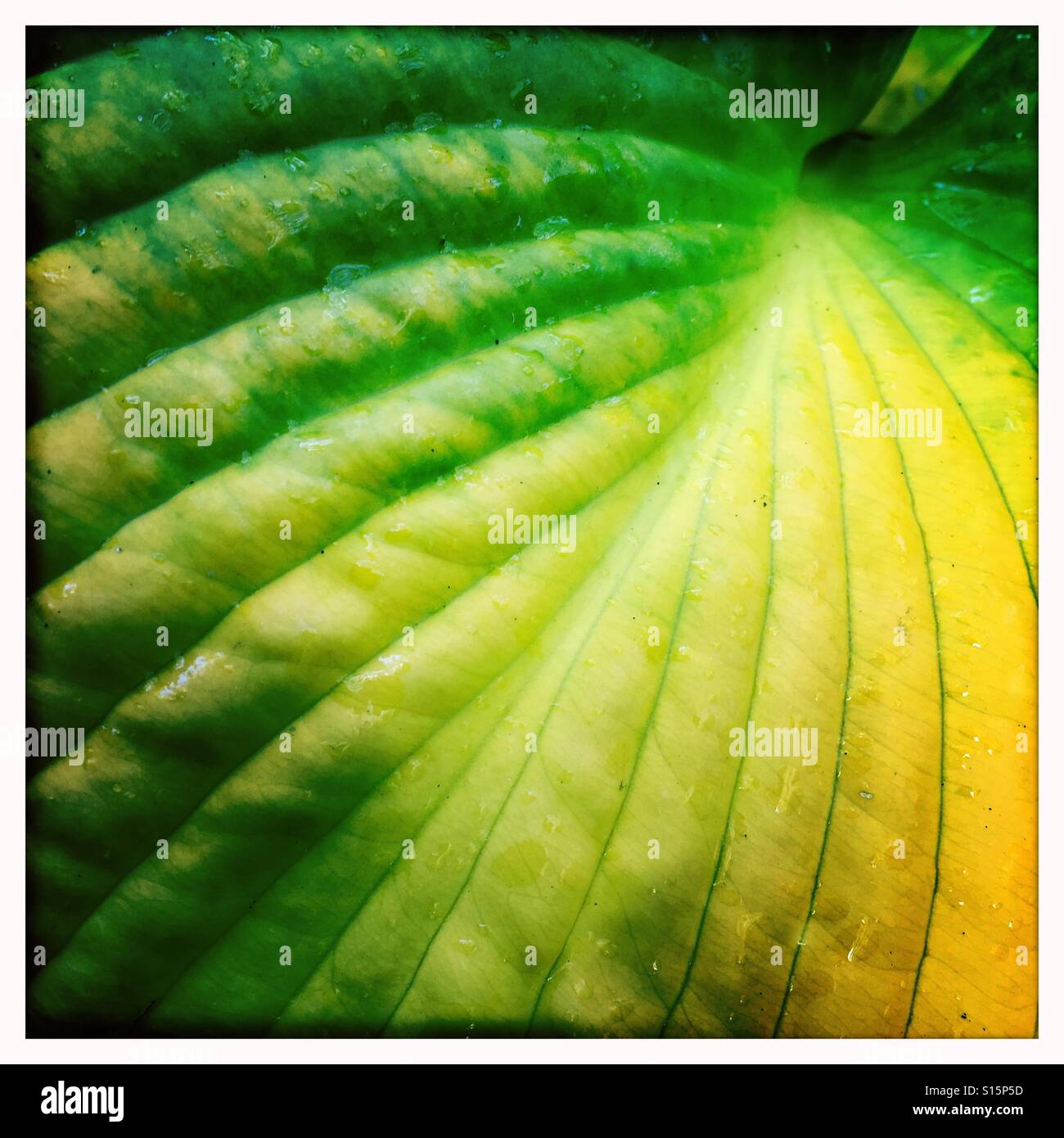 Hosta leaf in autumn - Smartphone Captured Stock Image