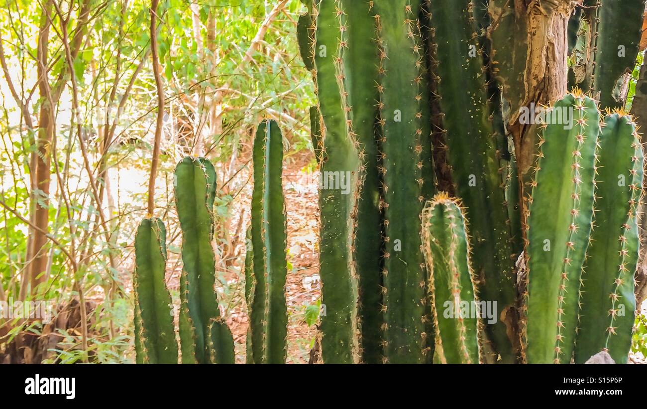 Desert plant hi-res stock photography and images - Alamy