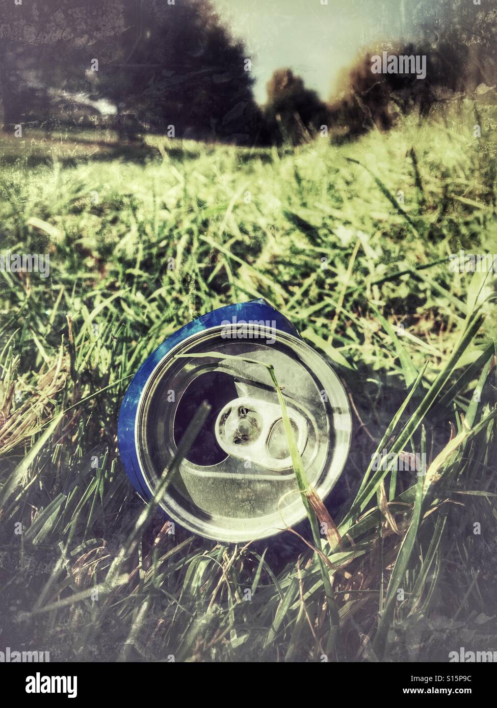 Discarded aluminium drinks can in the grass in a public park. Polluting green spaces instead of recycling Stock Photo