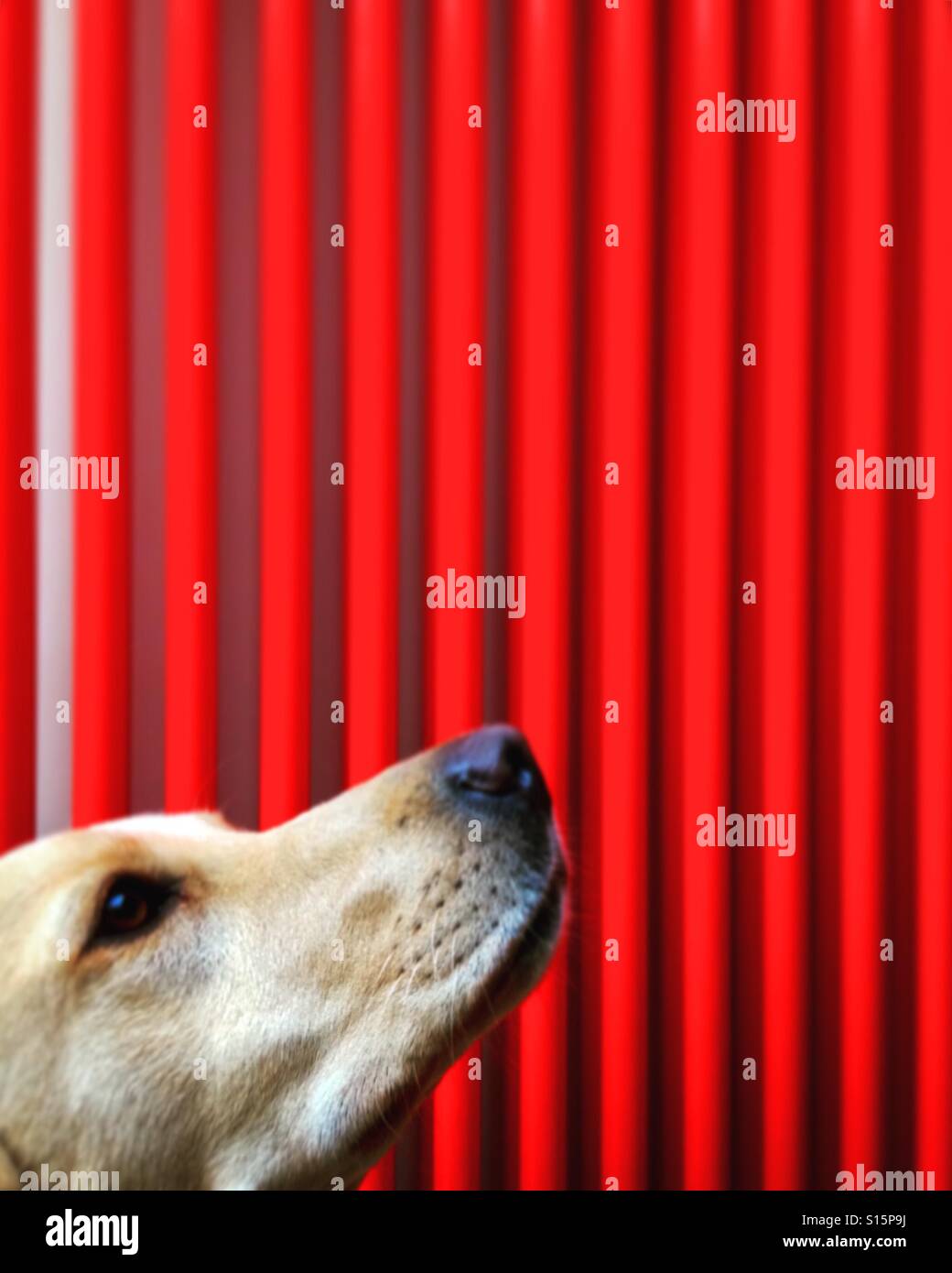 A dog waits obediently for a treat, a vibrant red central heating radiator in the background.  Mobile phone photo with some phone or tablet post processing. - Smartphone Captured Stock Image
