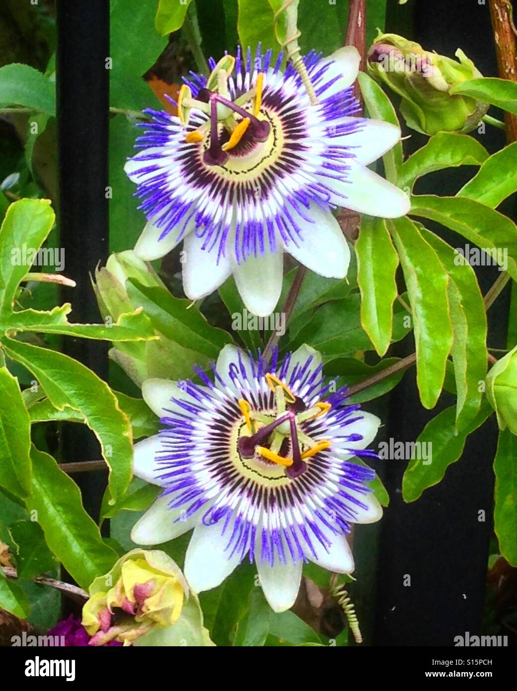 Two surreal passionflowers.  Mobile phone photo with some phone or tablet post processing. - Smartphone Captured Stock Image