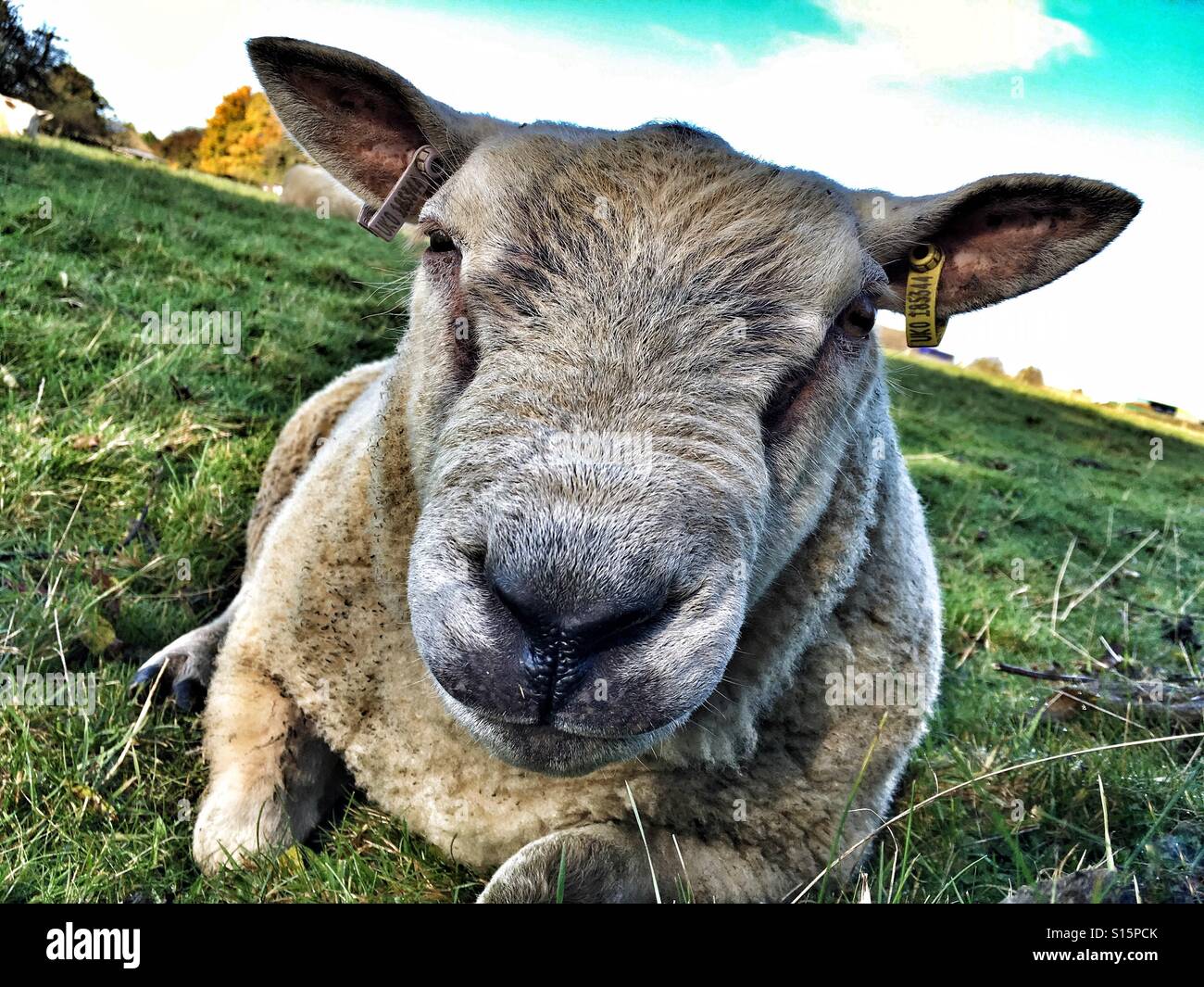 Sheep laid down in a field Stock Photo