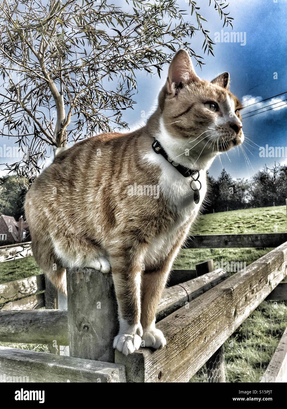 Ginger cat sitting on a fence watching intently - Smartphone Captured Stock Image