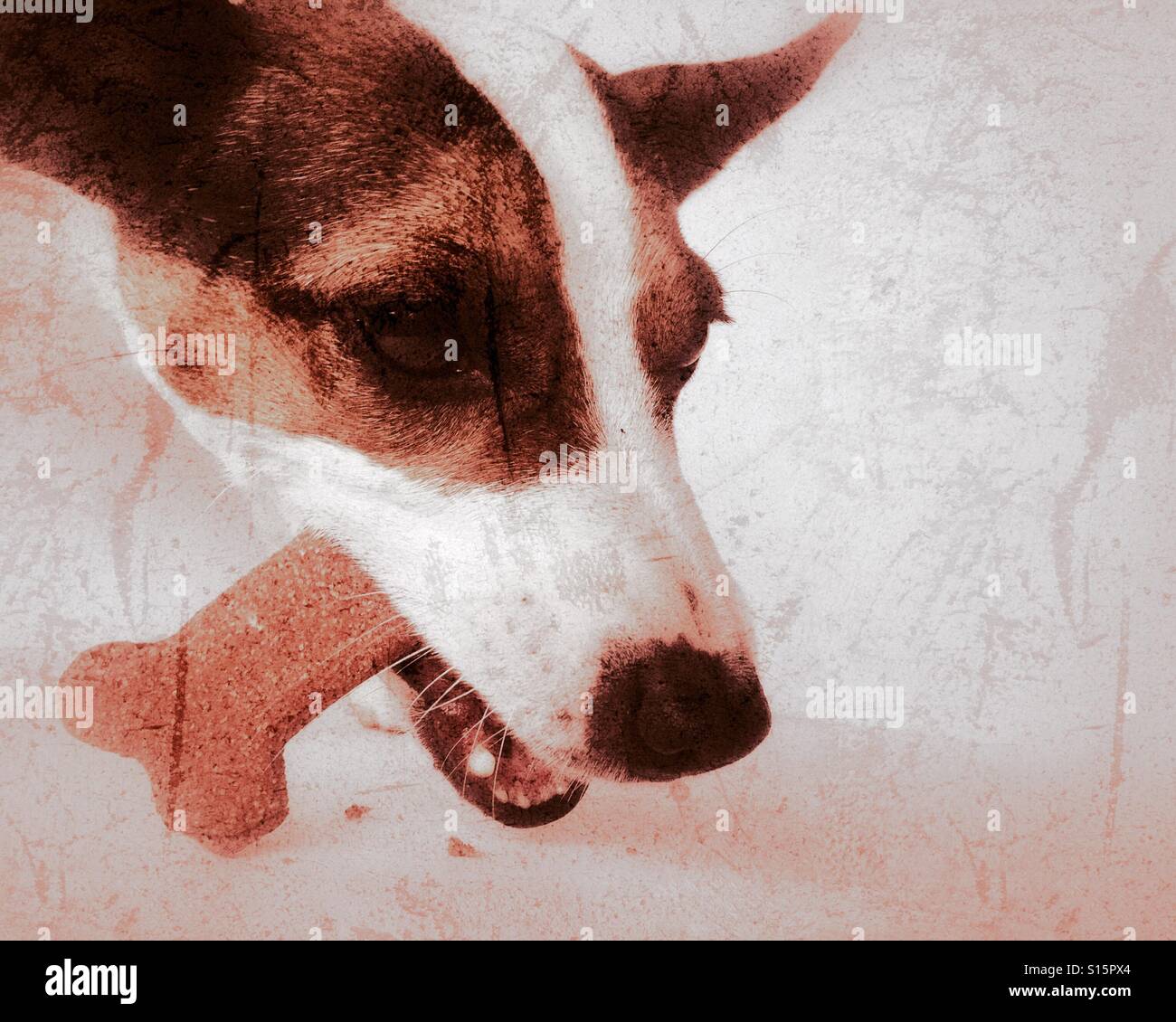 Close up shot of a dog eating a bone shaped cookie. Distressed edit. Room for copy. - Smartphone Captured Stock Image