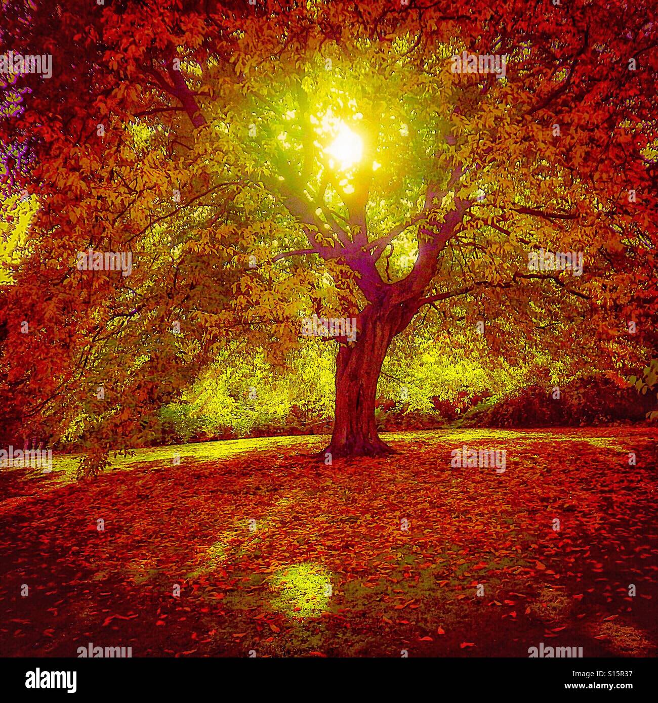 Red tree and yellow sunshine - Smartphone Captured Stock Image