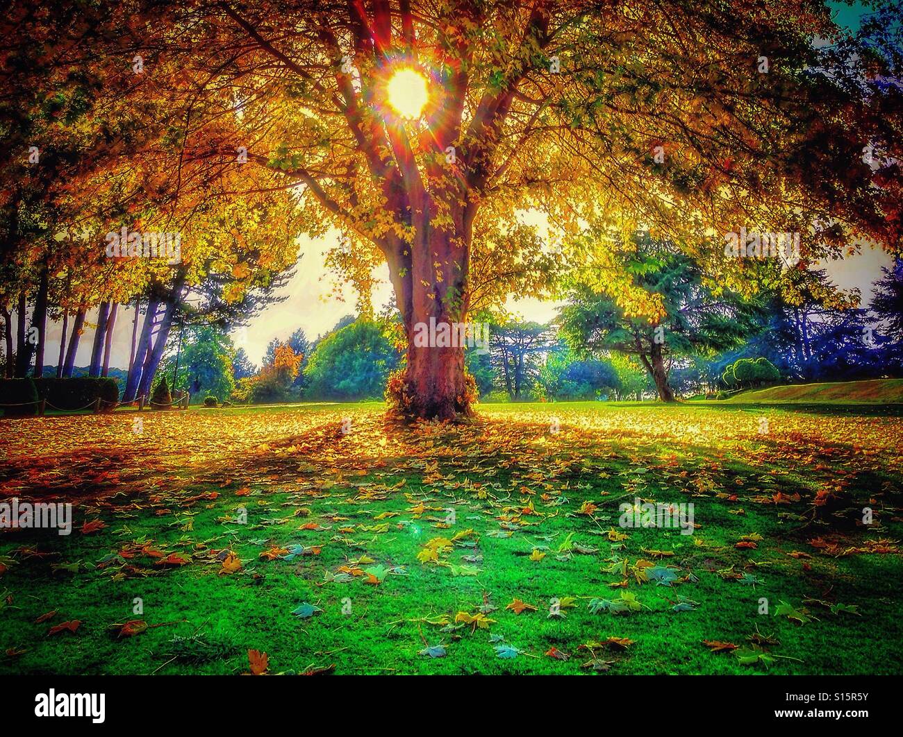 Autumn sunlight. - Smartphone Captured Stock Image