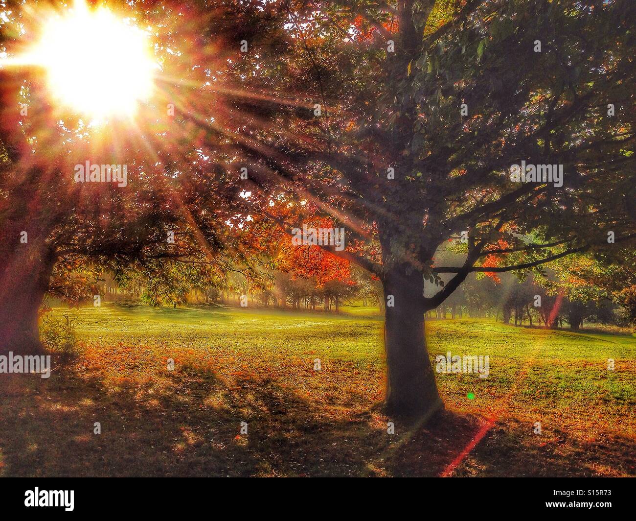 Sunlight through Autumn leaves. Stock Photo
