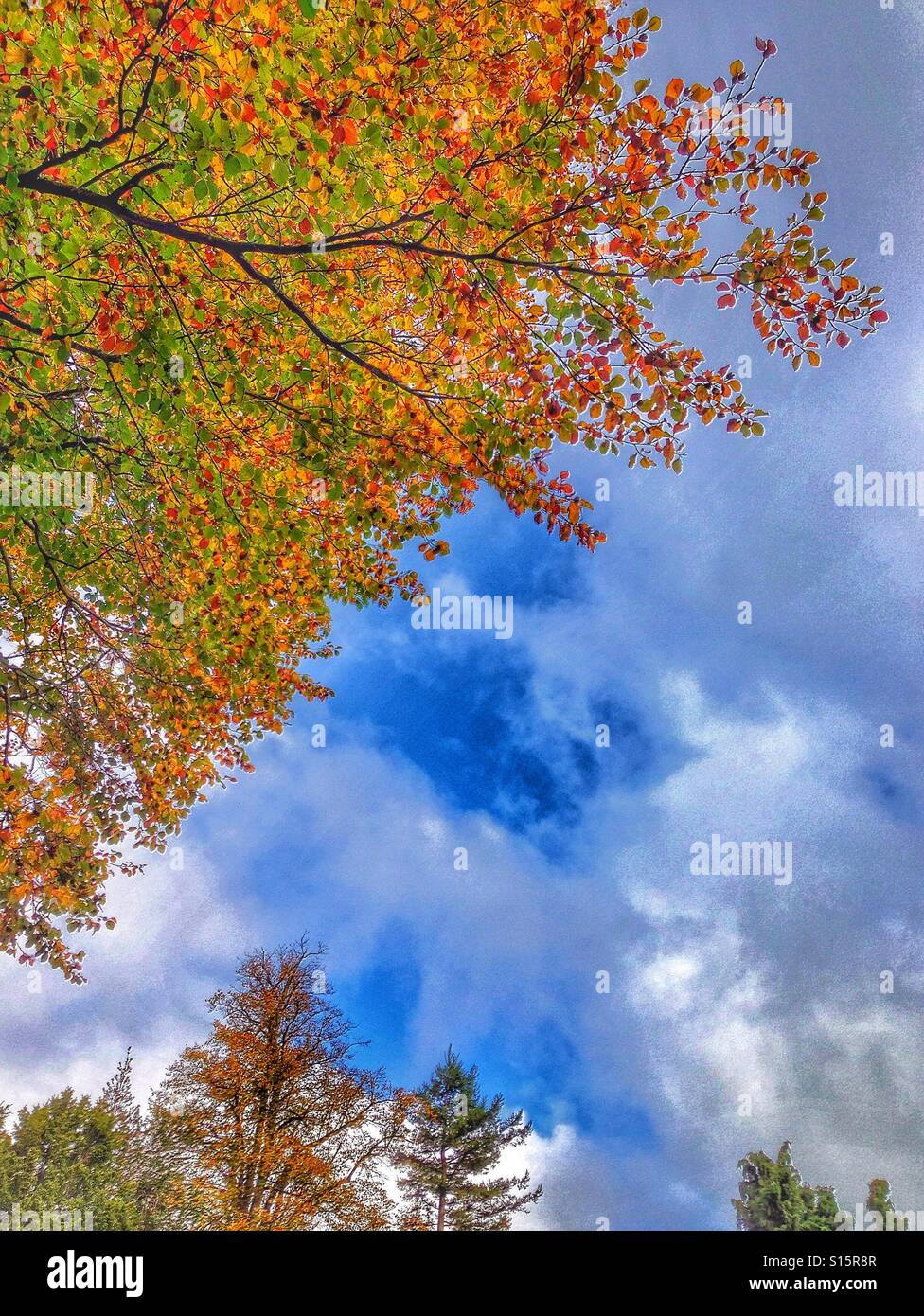 Autumn leaves and blue sky Stock Photo - Alamy