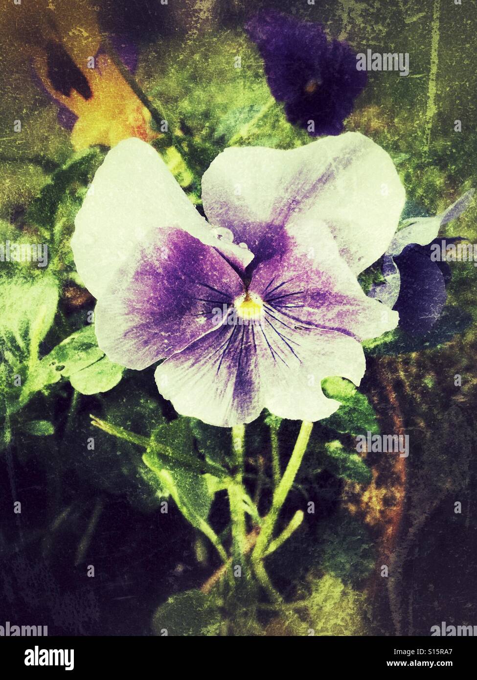 Winter pansy, purple and white with grunge overlay Stock Photo