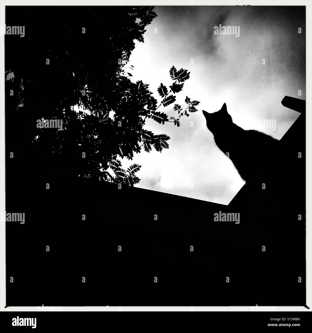 Silhouette of a cat - Smartphone Captured Stock Image