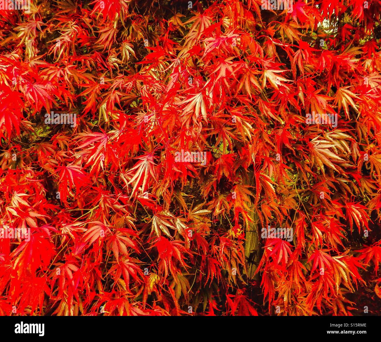 Red acre - Smartphone Captured Stock Image