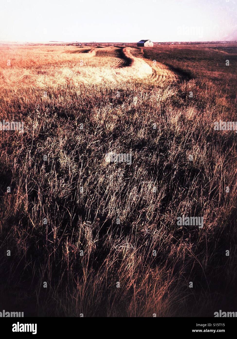 A barn stands in the evening light before the harvest is complete. - Smartphone Captured Stock Image