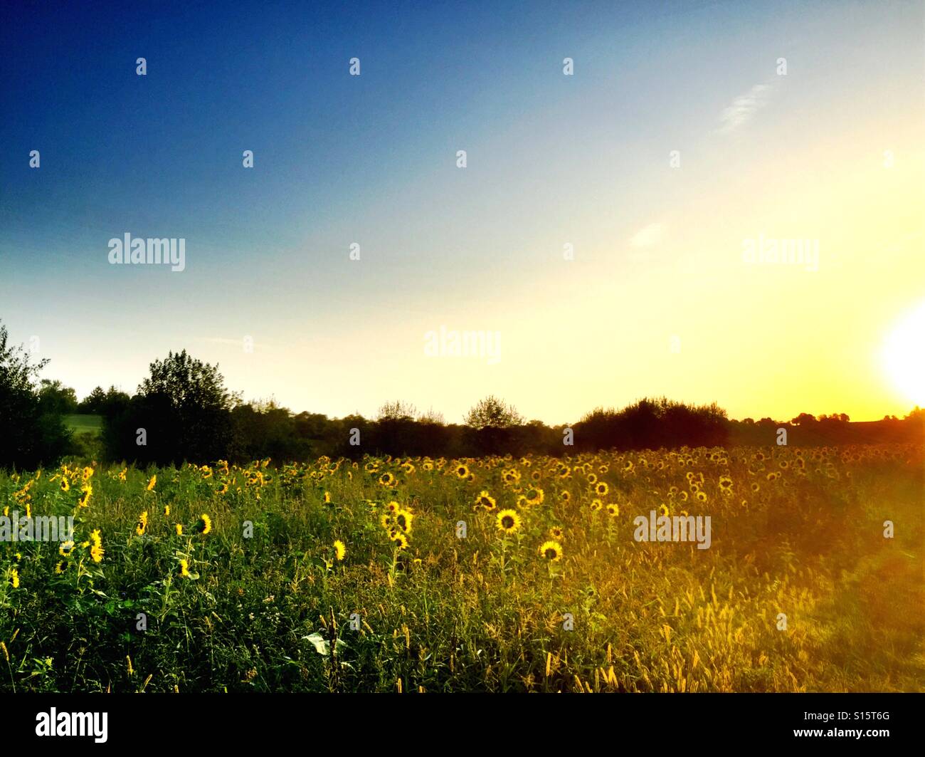 Sunrise over sunflower field Stock Photo - Alamy