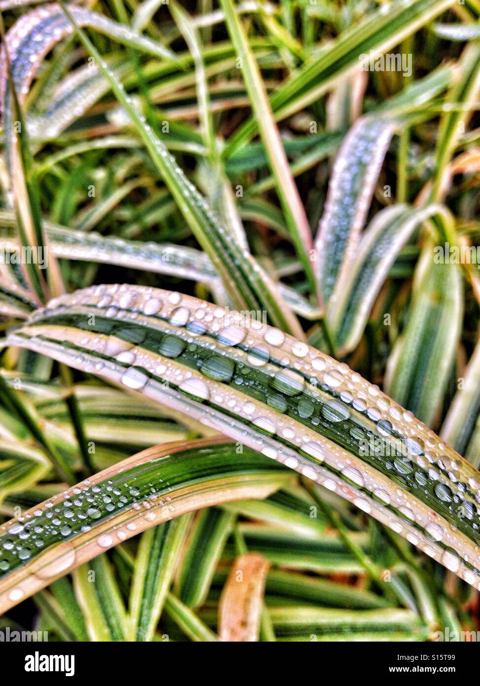 Grass with dew drops - Smartphone Captured Stock Image