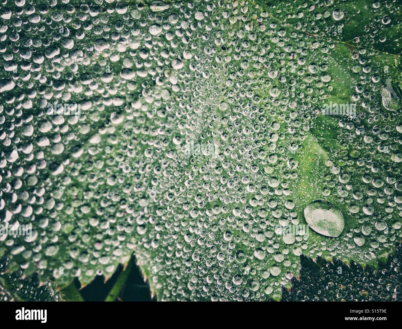 Drops of dew on a leaf - Smartphone Captured Stock Image