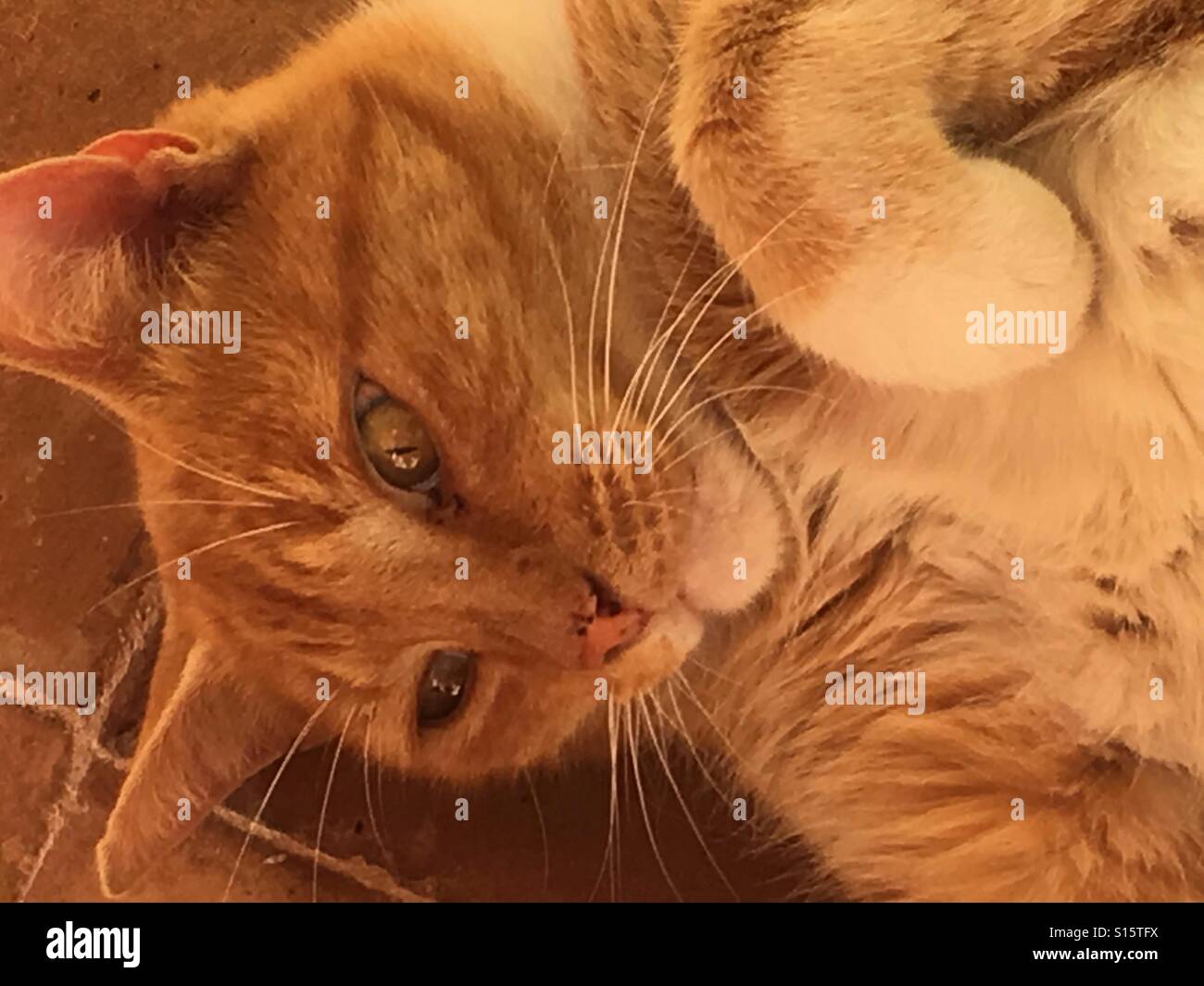 Ginger tabby cat, lying on terracotta tiles - Smartphone Captured Stock Image