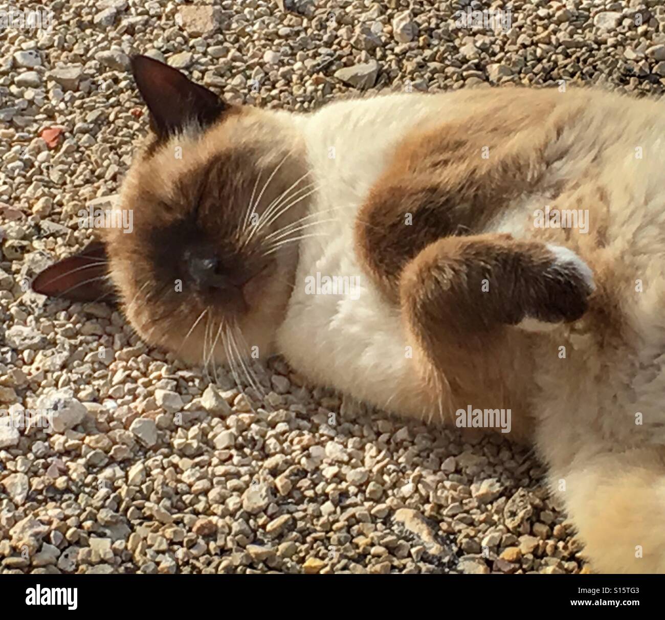 Siamese cat, asleep in the sun - Smartphone Captured Stock Image