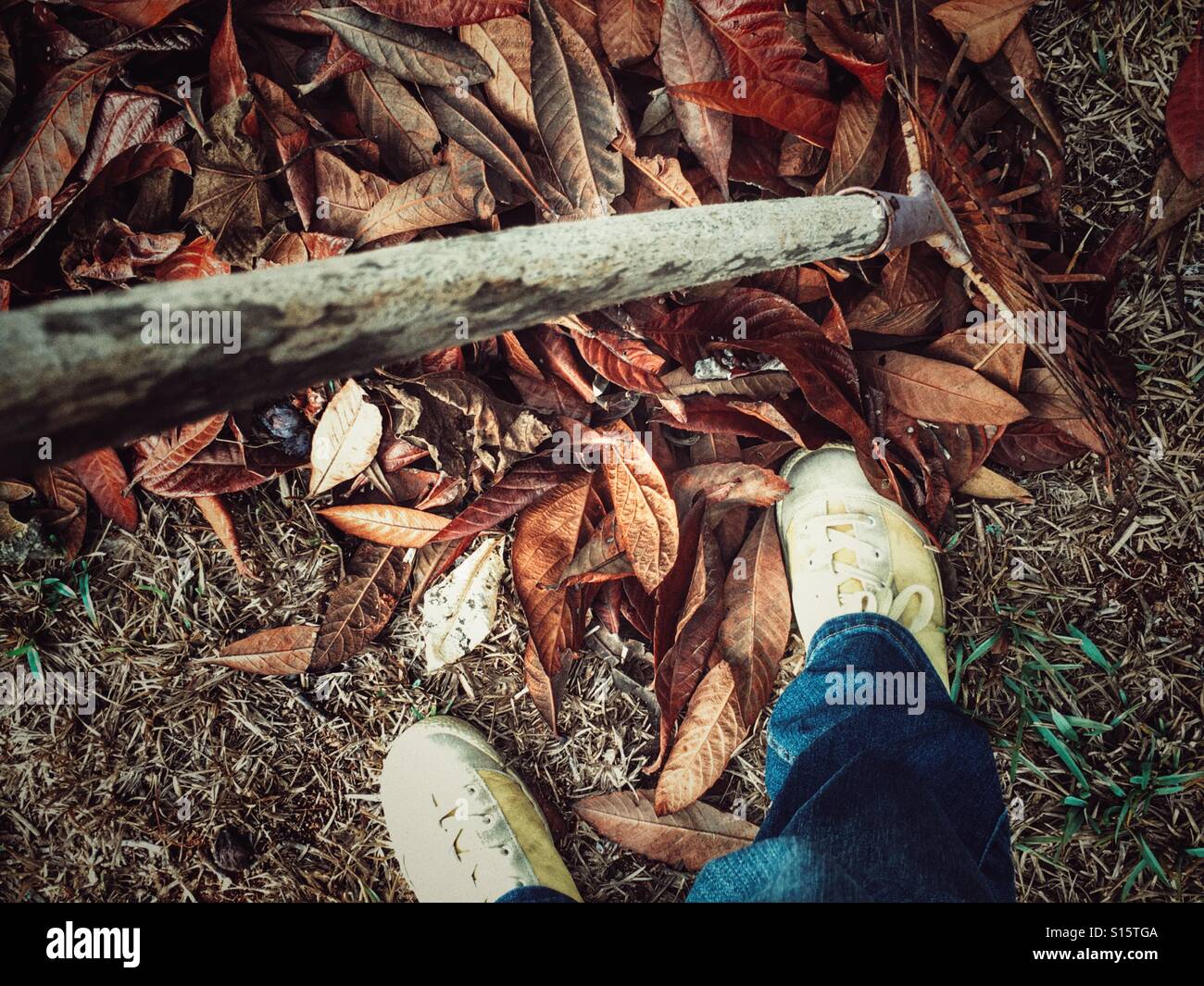 POV. Gardening. Raking up fallen leaves - Smartphone Captured Stock Image