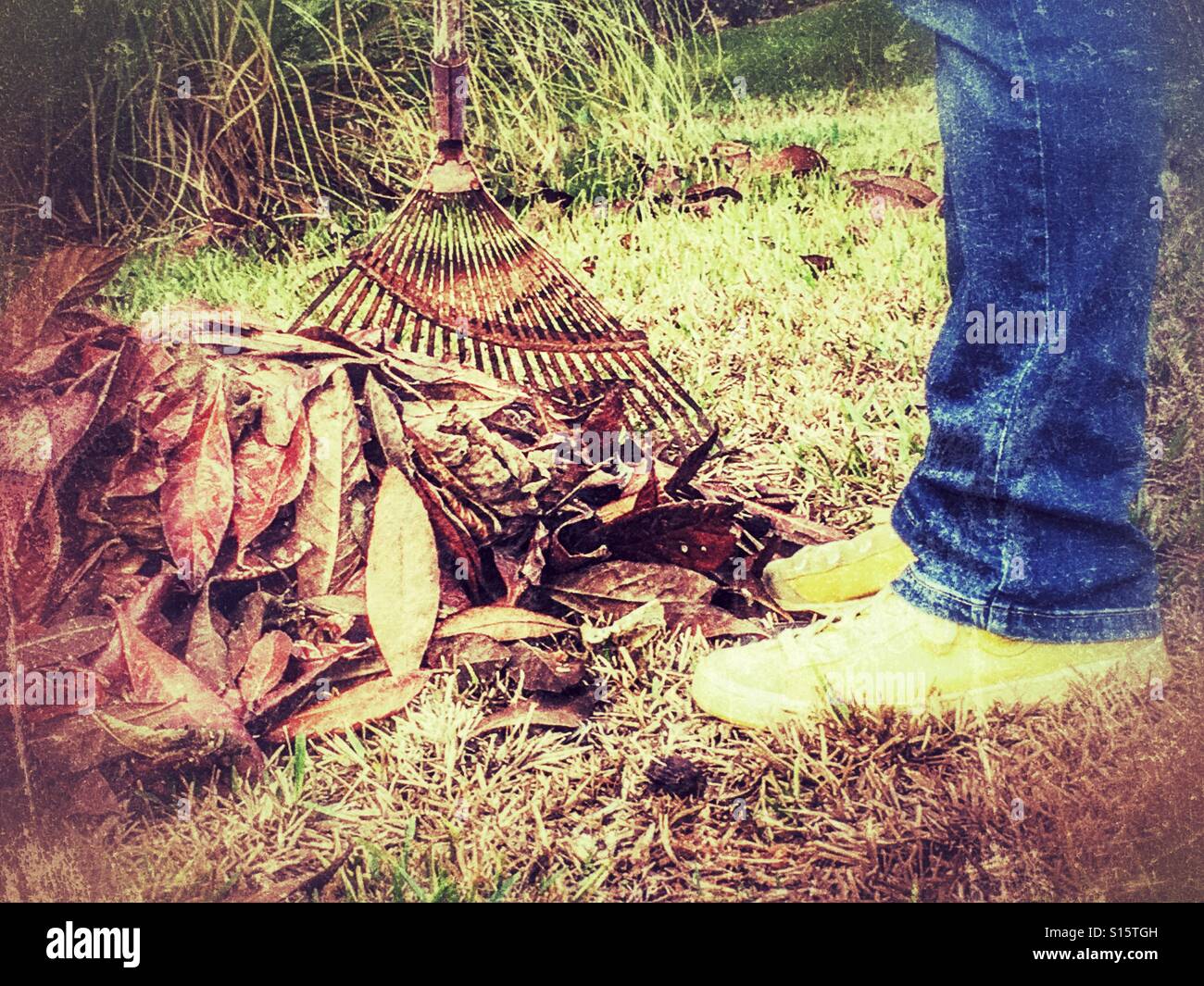 Raking up fallen leaves with a rusty old rake - Smartphone Captured Stock Image