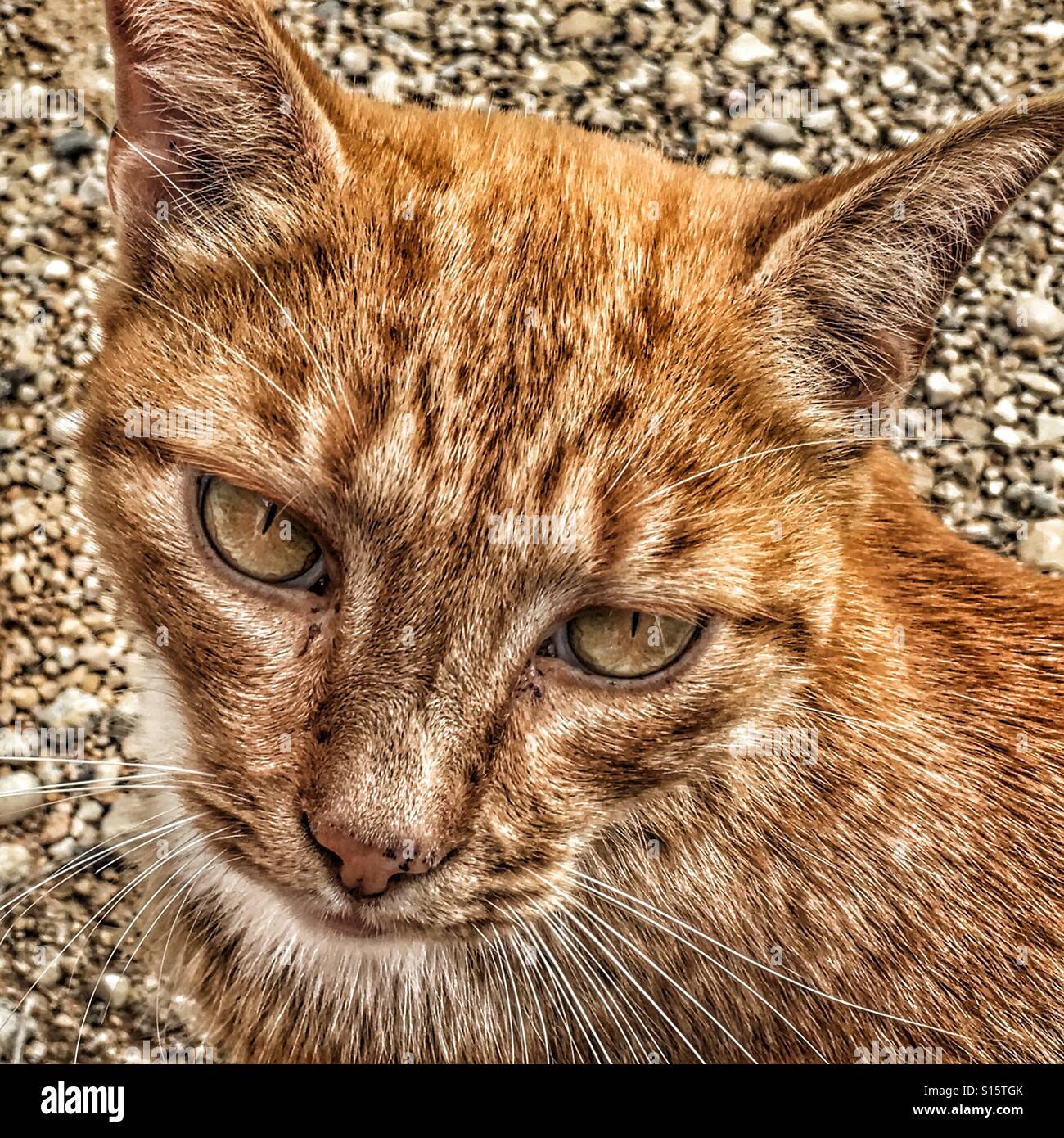 Ginger tabby cat Stock Photo Alamy