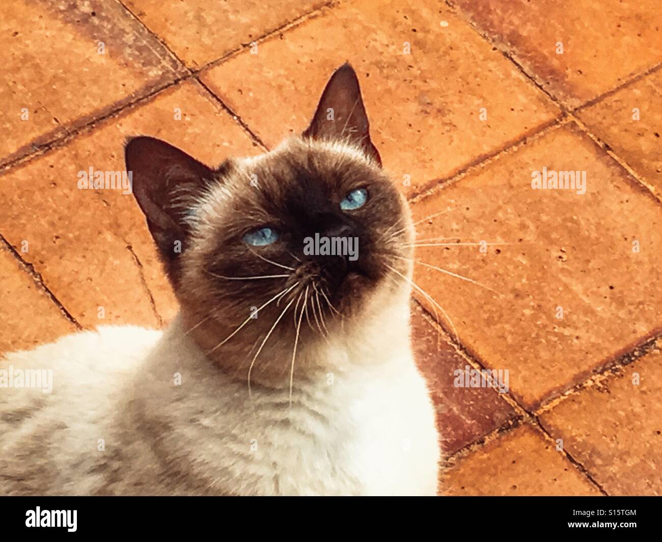 Siamese cat with blue eyes, looking up Stock Photo - Alamy