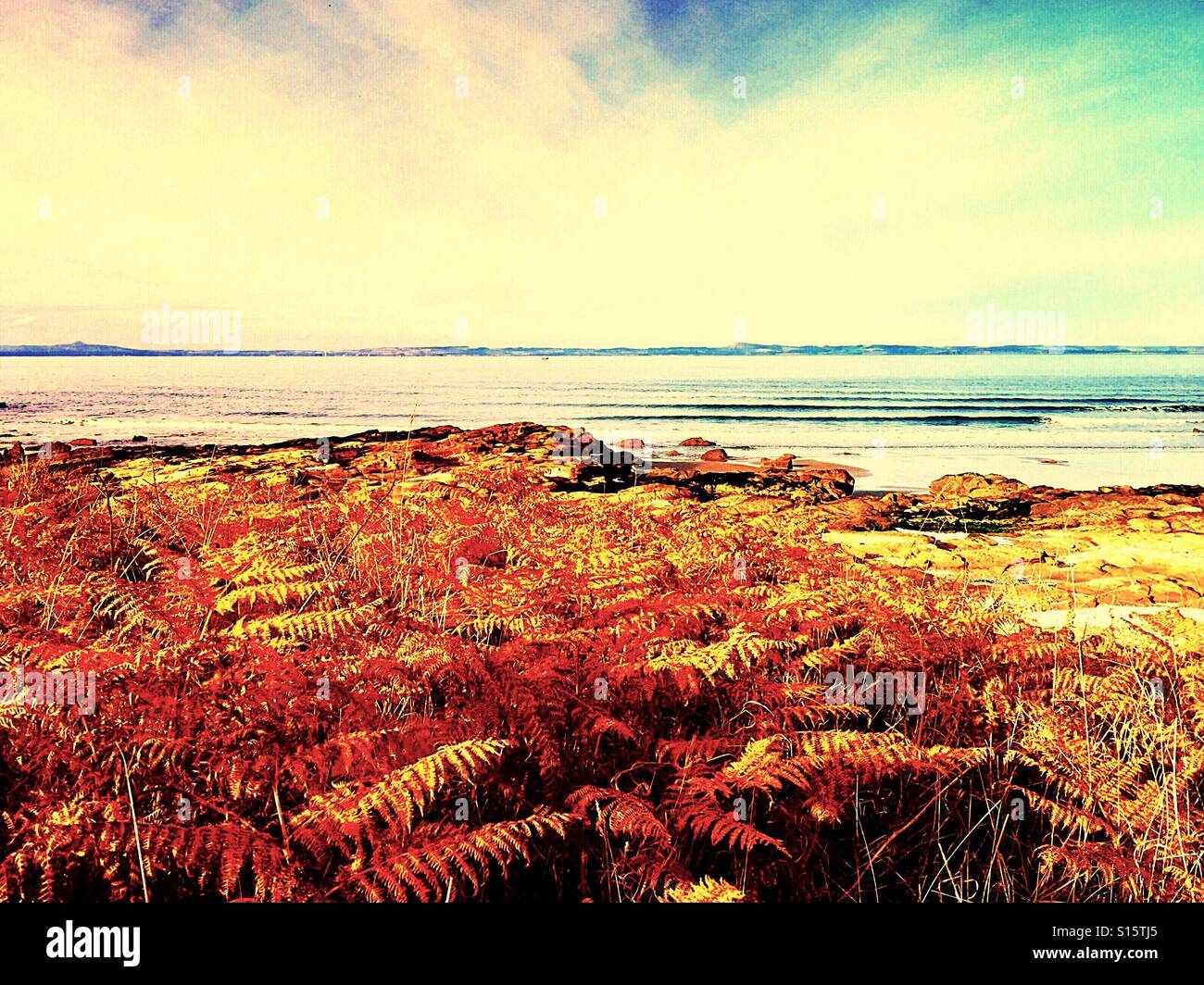 Even autumn comes to the beach.....  this bracken is turning many shades of autumn gold as it dies back. Stock Photo