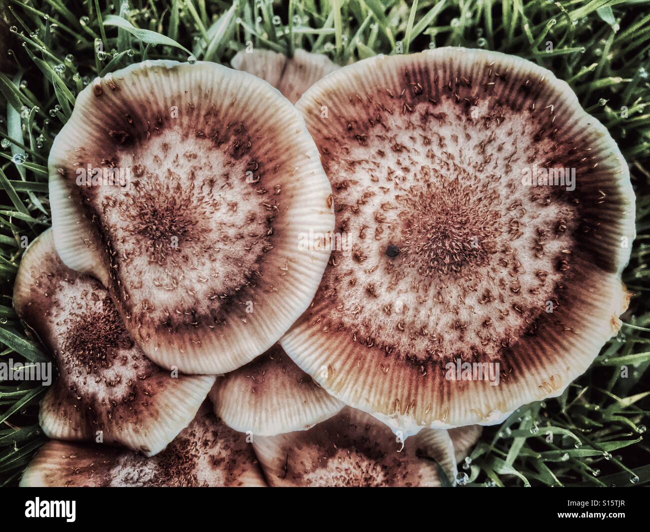 Patterns in Nature - Autumn fungi fruiting body group, circular caps, October Stock Photo