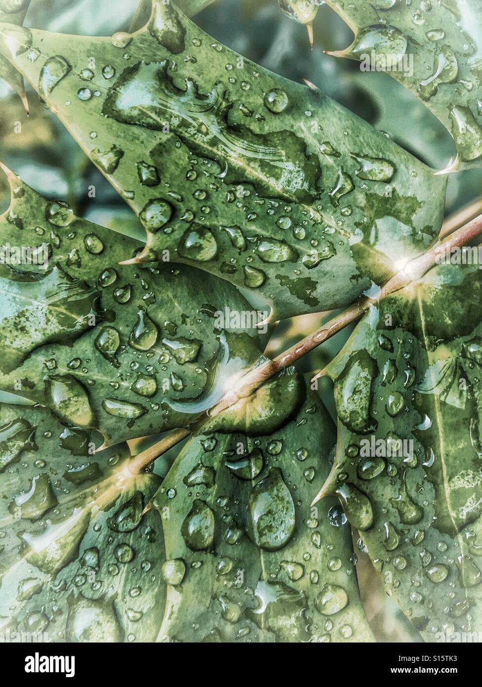 Patterns in Nature - Rain water droplets on  Mahonia leaves after a shower Stock Photo