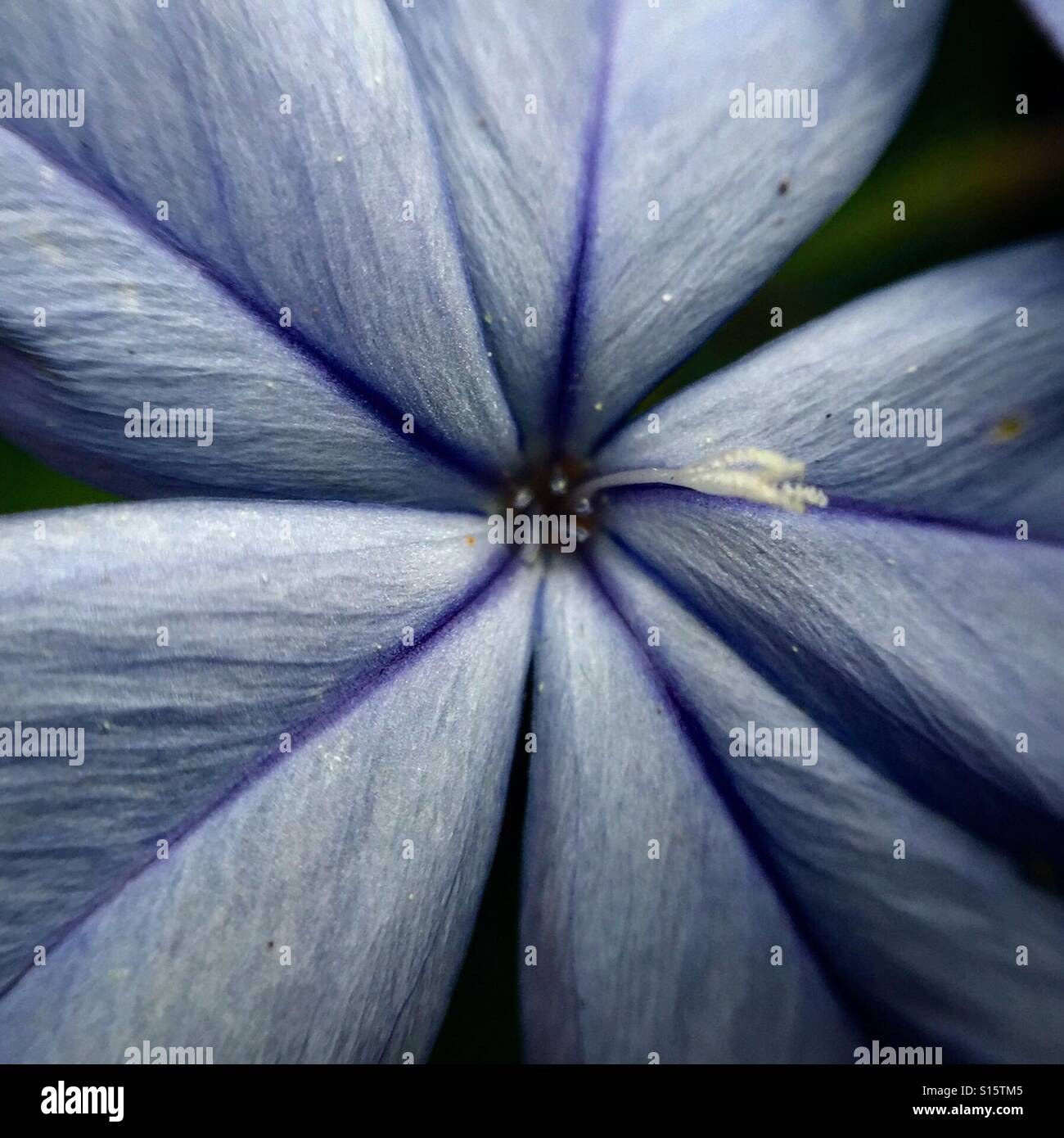 Pollen texture hi-res stock photography and images - Alamy