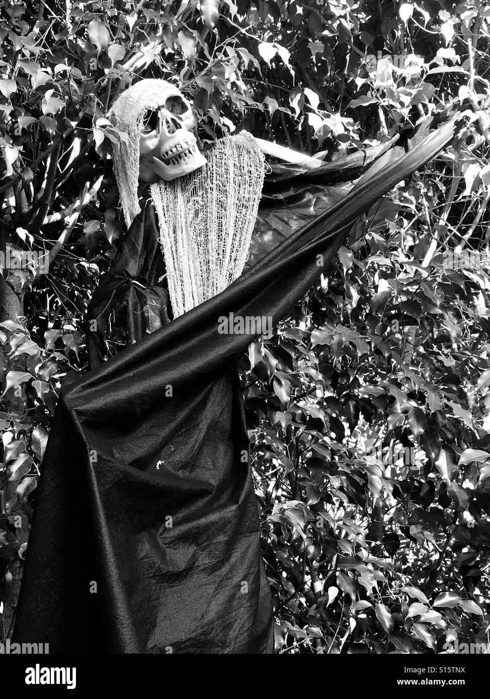 Scary Skelton - Smartphone Captured Stock Image