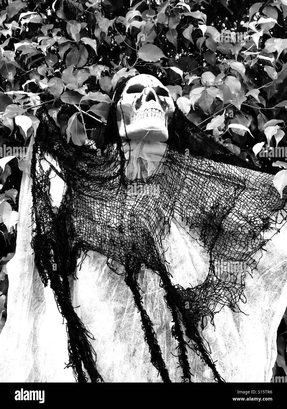 Scary Skelton - Smartphone Captured Stock Image