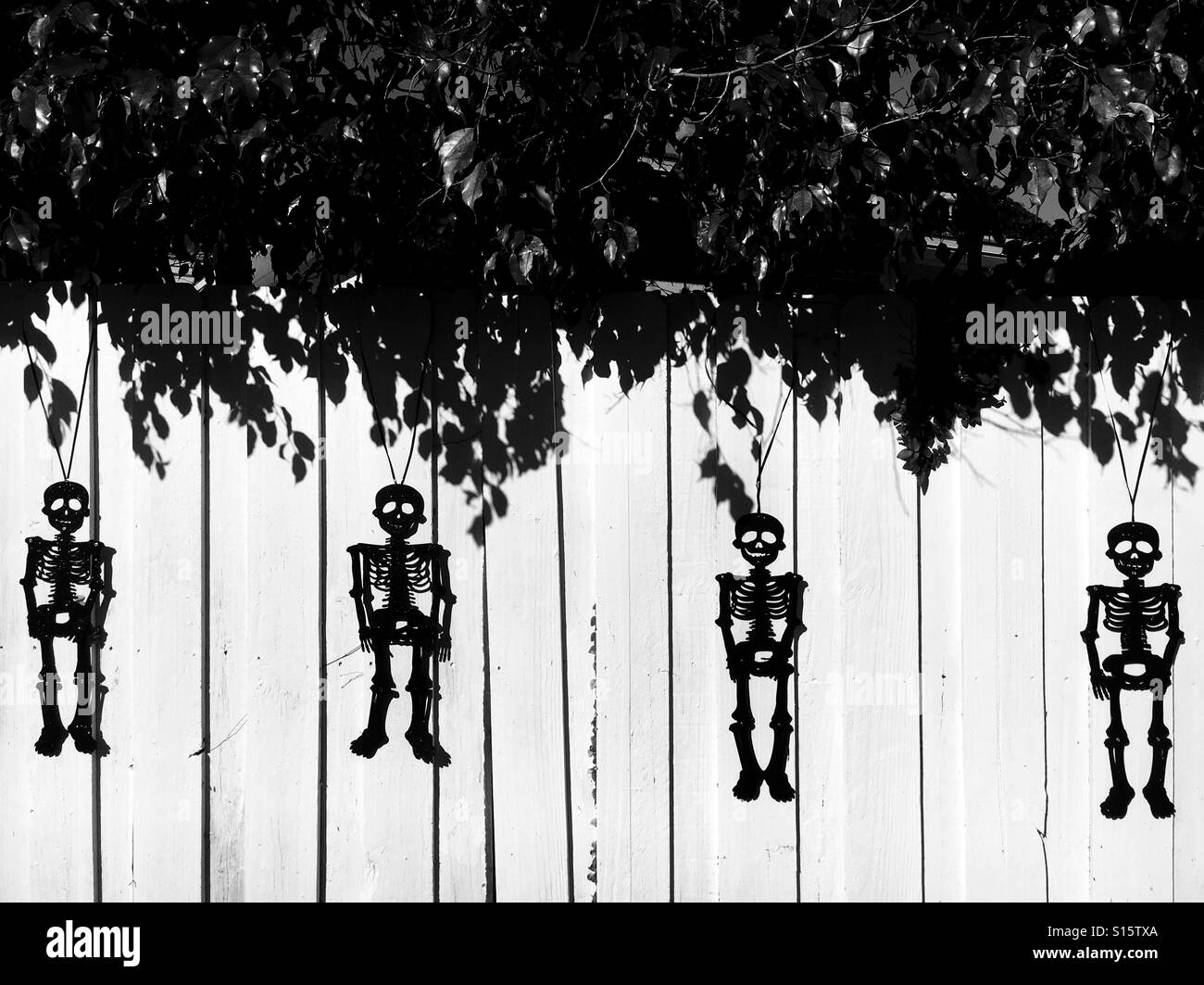 Halloween skeletons - Smartphone Captured Stock Image