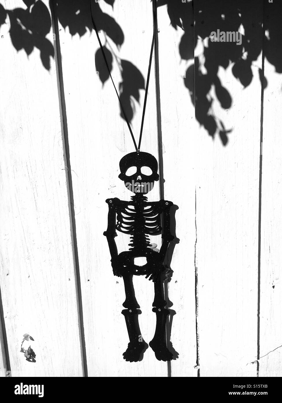 Halloween skeleton - Smartphone Captured Stock Image