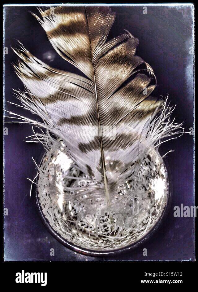 Feather in a vase Stock Photo Alamy