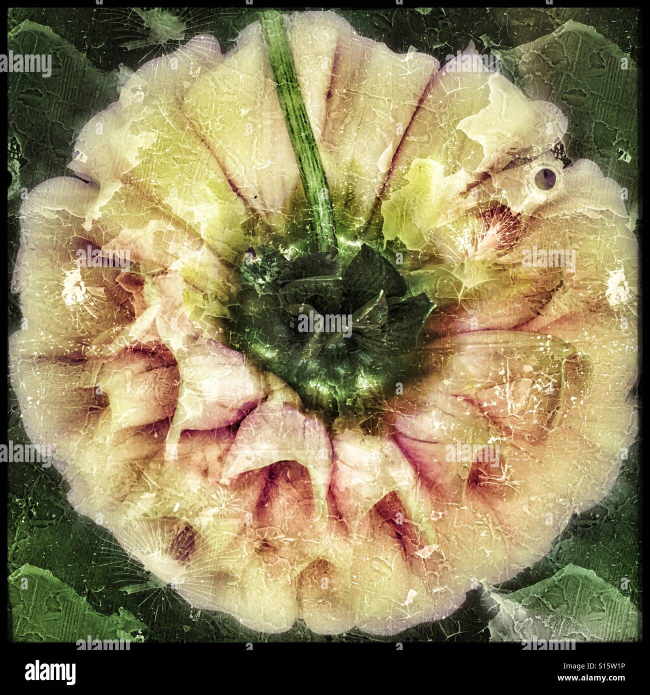 Underside of Dahlia flower Stock Photo