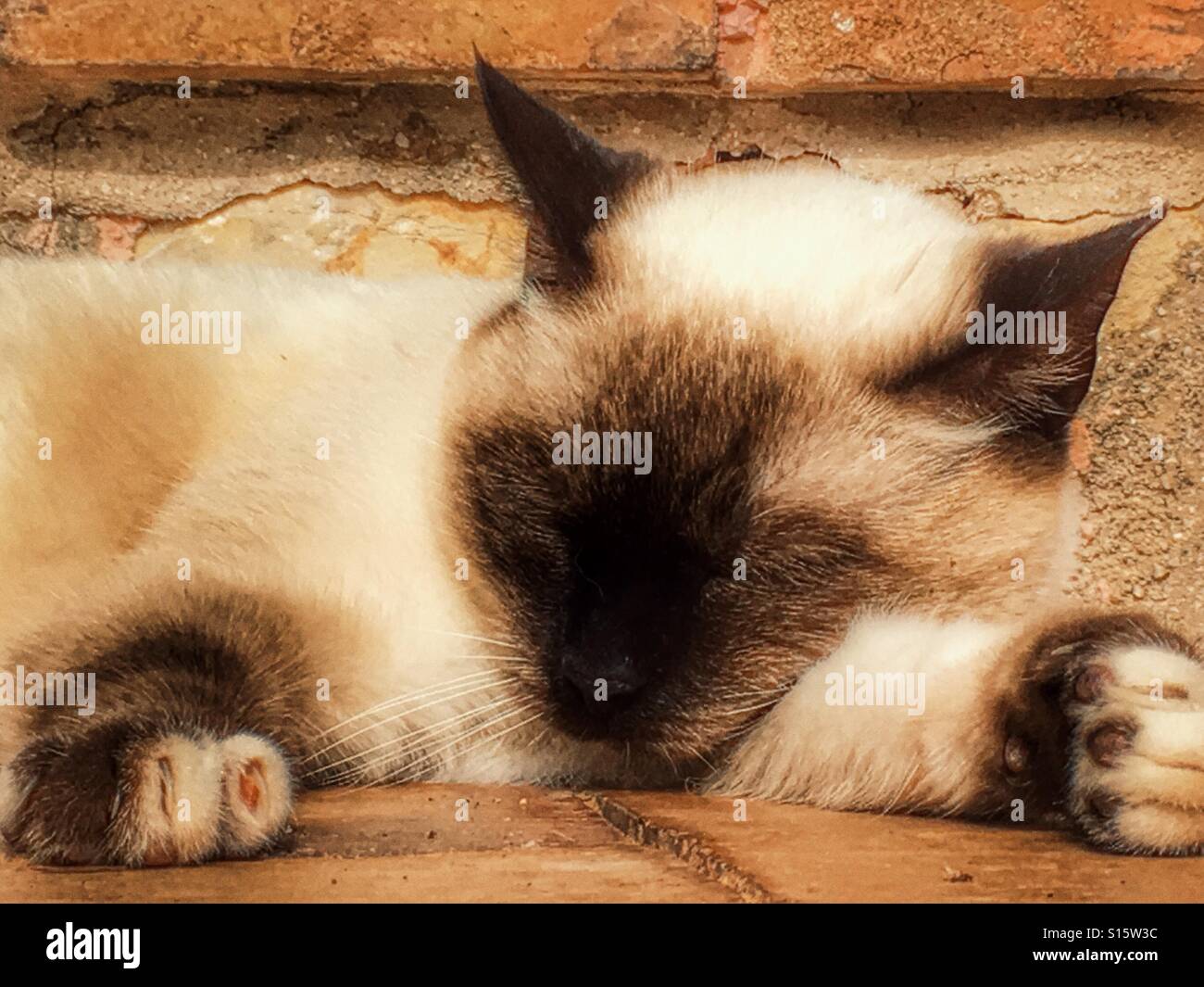 Siamese cat, asleep in the sun - Smartphone Captured Stock Image