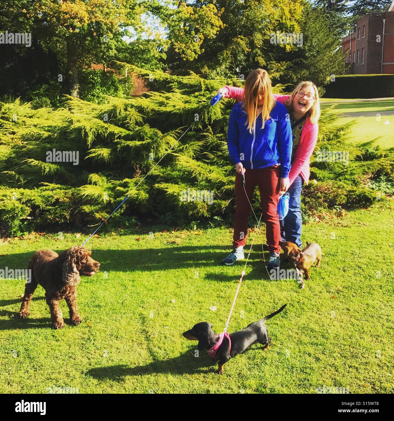 Dog walking muddle - Smartphone Captured Stock Image