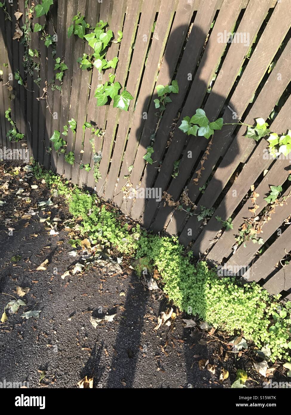 Shadow cast onto wooden fence and tarmac pavement, fence with green ivy growing on it and green weeds growing in tarmac of pavement Stock Photo