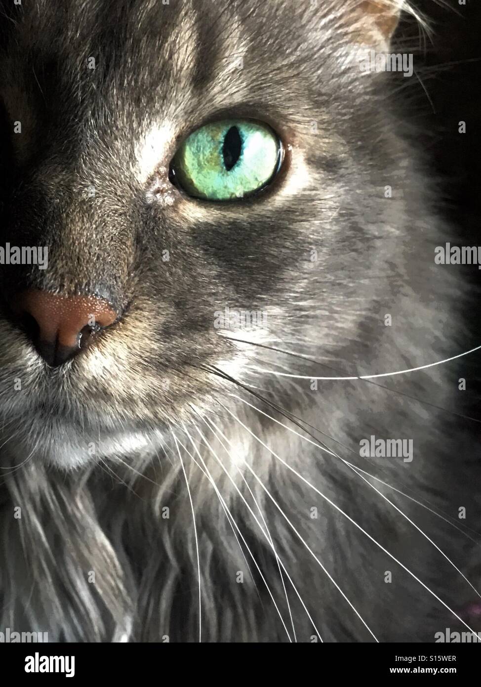 Handsome grey cat - Smartphone Captured Stock Image