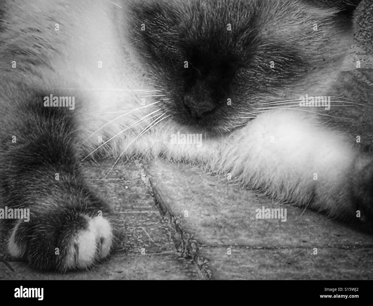 Siamese cat, chin on paws, asleep - Smartphone Captured Stock Image