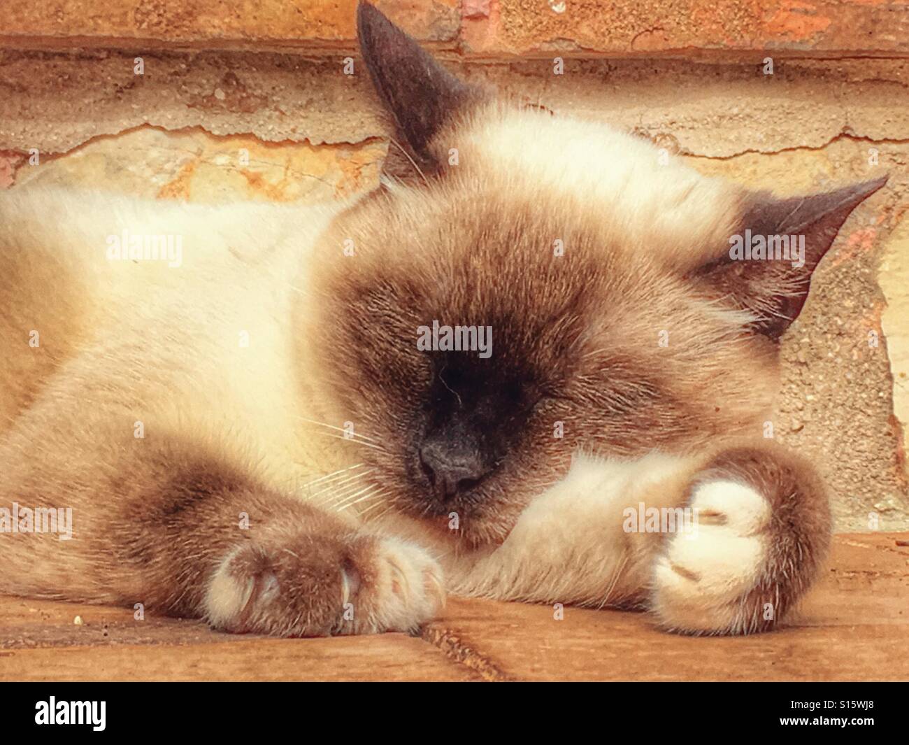 Siamese cat, fast asleep - Smartphone Captured Stock Image