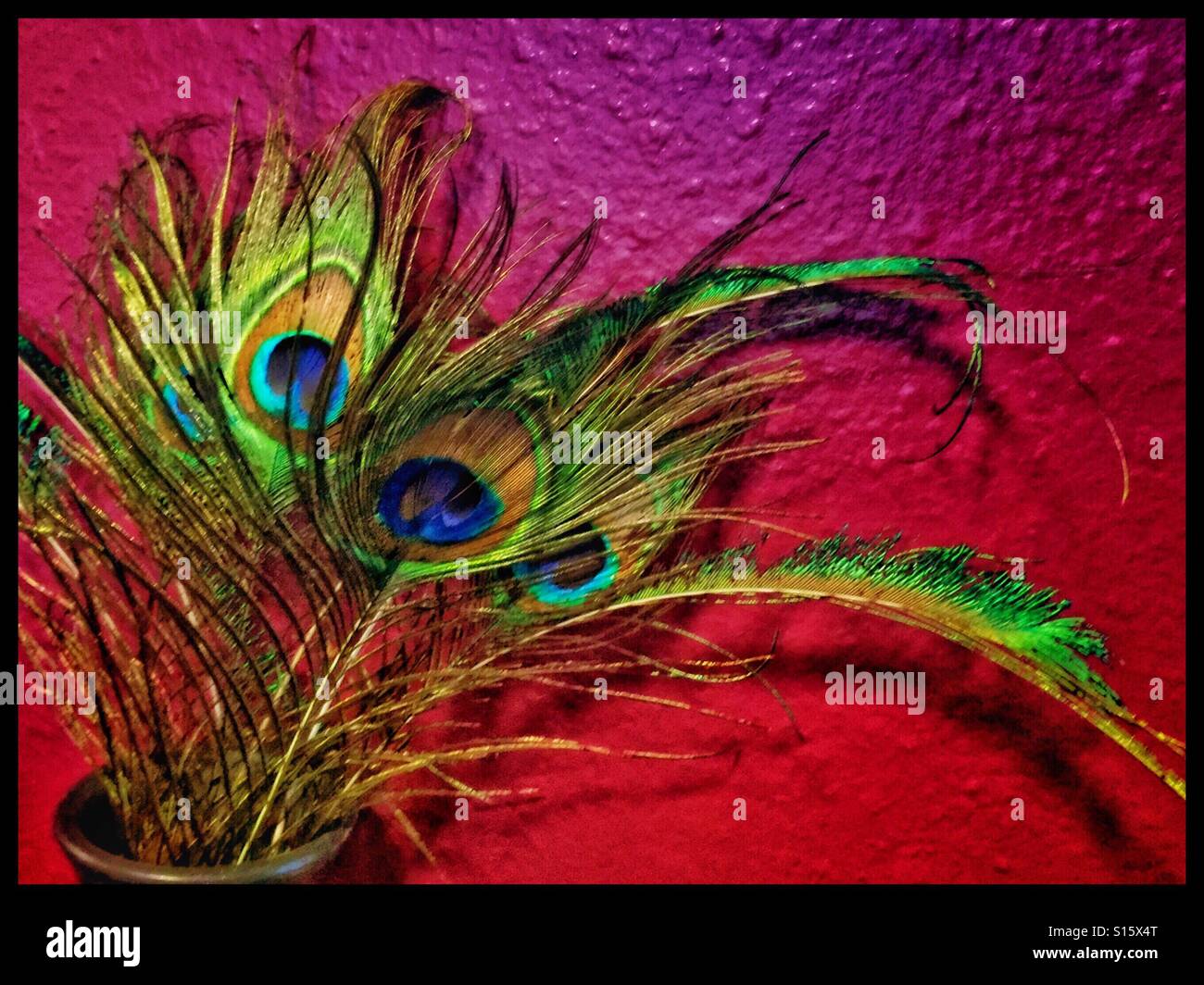 A Vase Filled With Vibrant Peacock Feathers Is Striking Against A