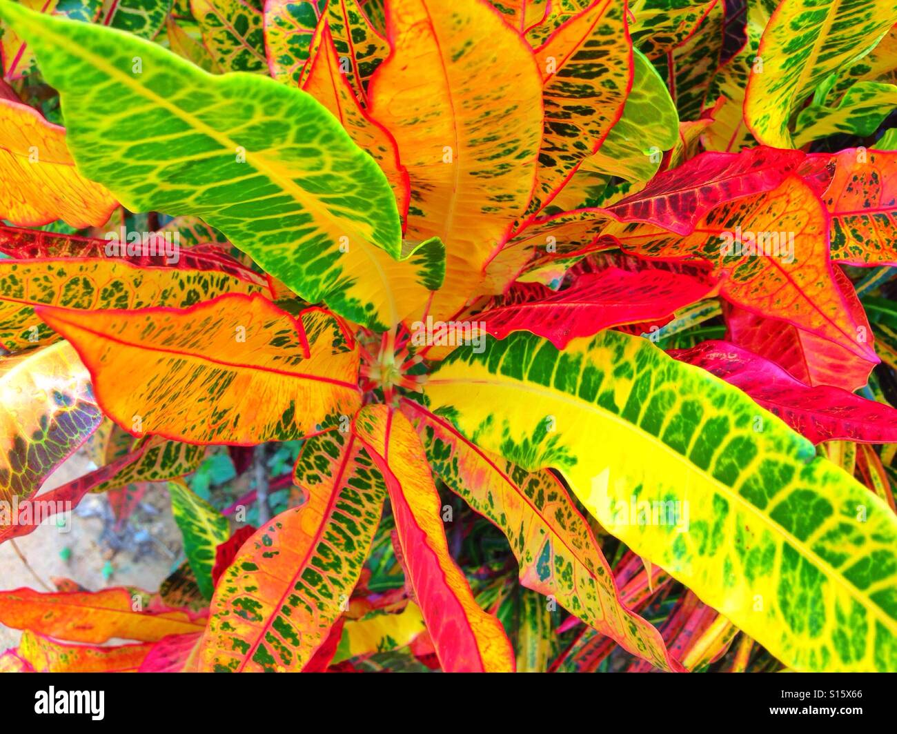 Colorful croton plant leaves Stock Photo
