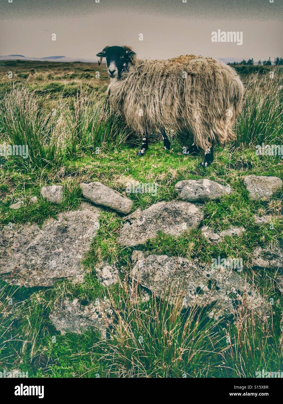 Shaggy sheep on the moors Stock Photo