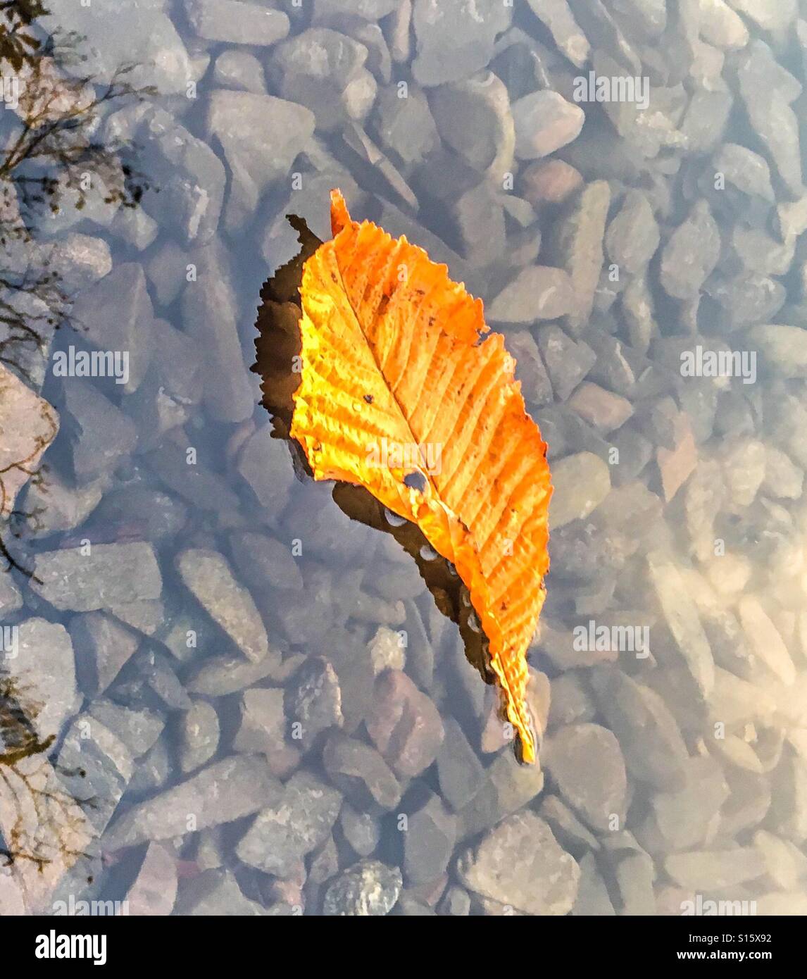 Floating leaf, autumn Stock Photo Alamy